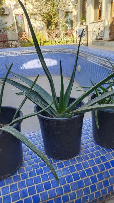 Алоэ Вера гули сотилади