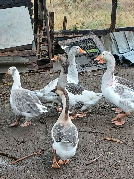 Gaste mari și grase