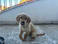 голдън ретривър / golden retriever