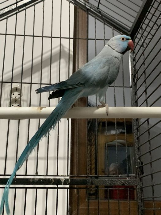 Papagal Micul Alexandru