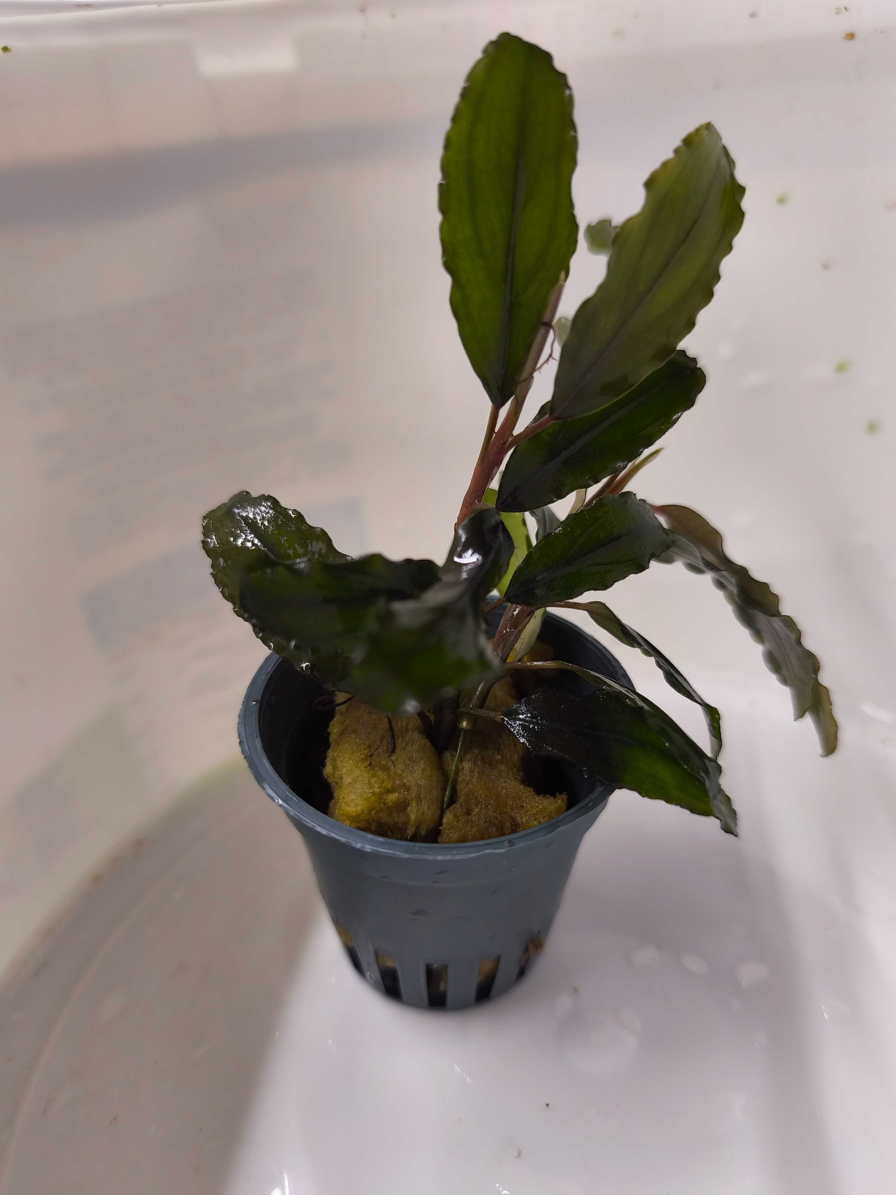 Bucephalandra/ Буцефаландра и анубисс