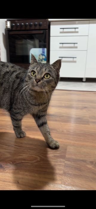 Mushuk qizcha aqilli garshok biladi