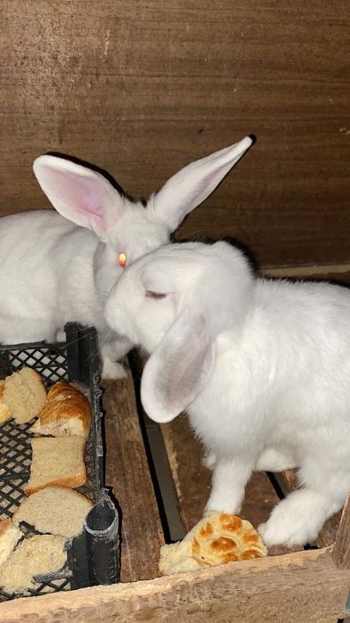 Кролики      есть