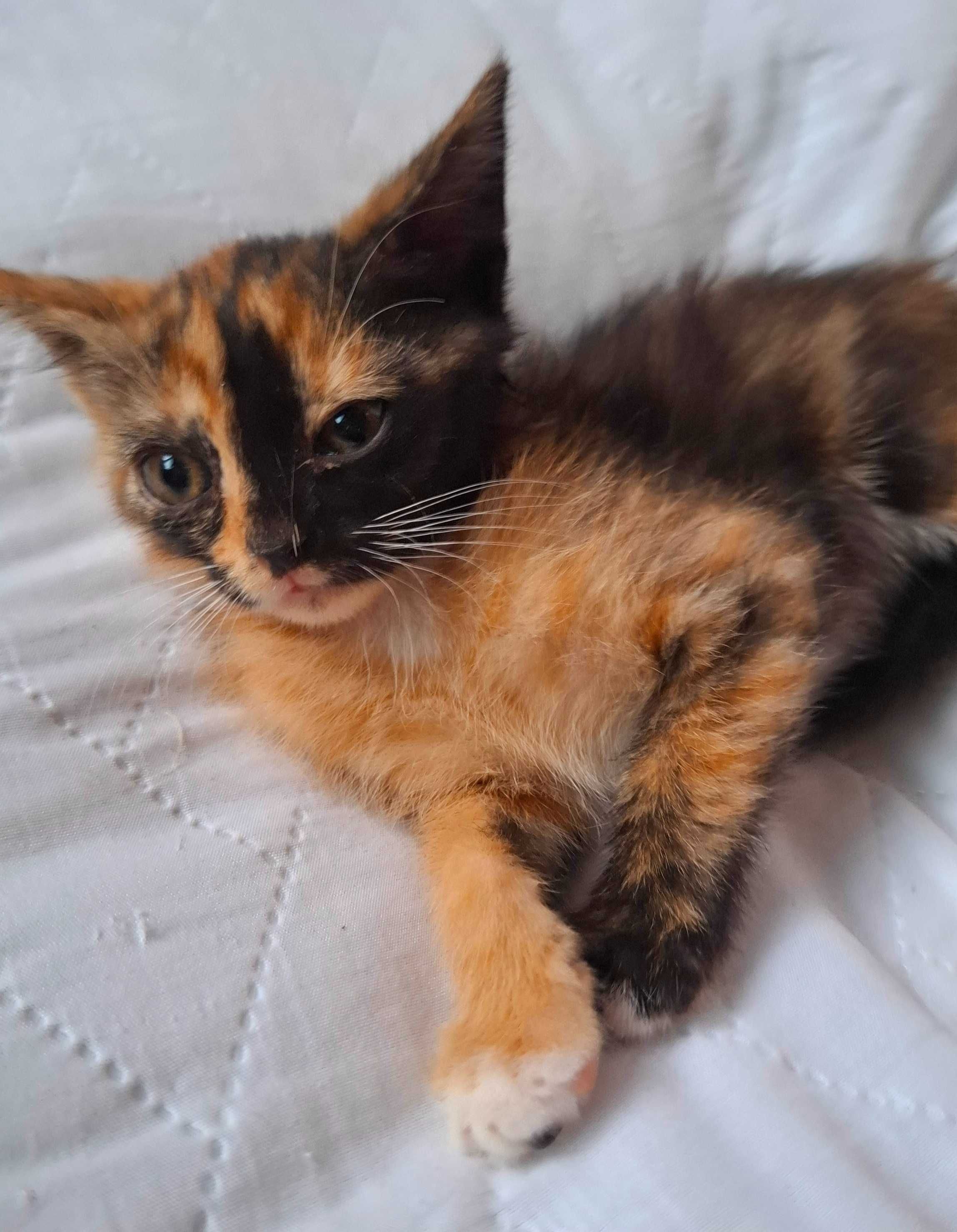 Adoptie pui de pisica calico Magdi