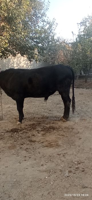 Йош катта бука сотилади