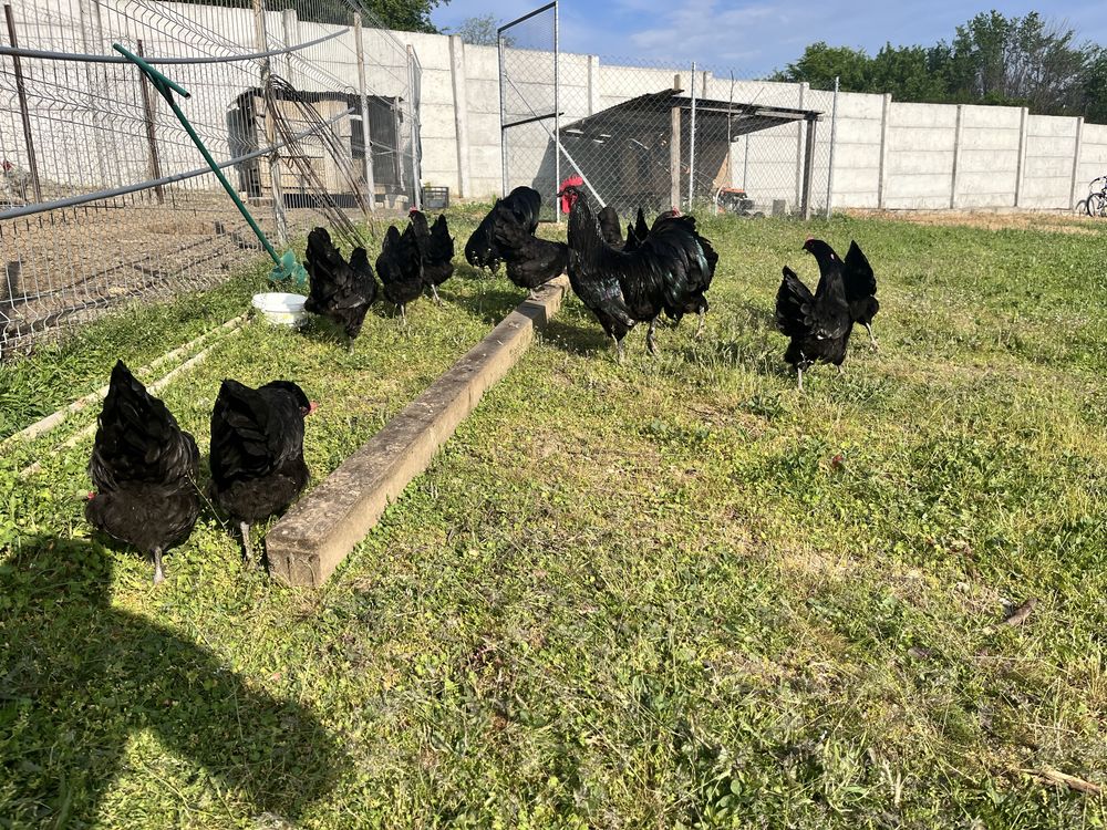 Oua Australorp negru si albastru