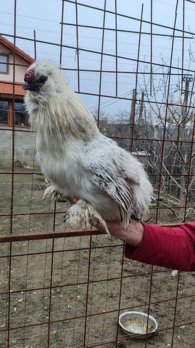 cocosi mătase japoneza