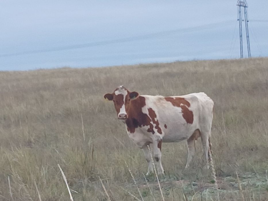 Продам корову 5 лет с. Павлодарское