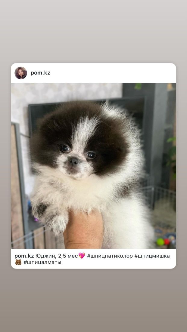 Щенки разного окраса