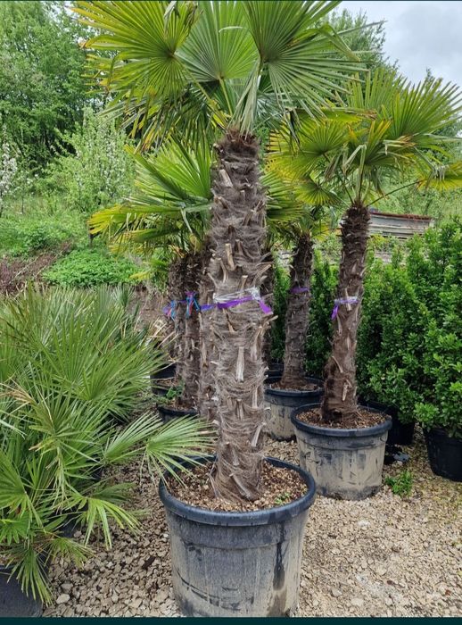 Vând palmieri trachycarpus fortunei rezistenți la îngheț