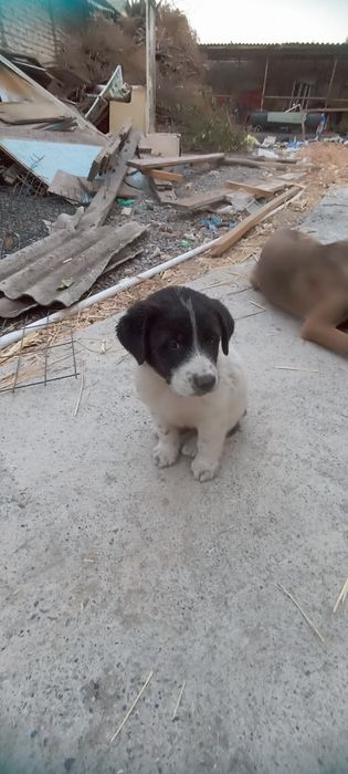 Продам щенка порода греческая