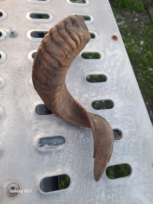 Рог от МУФЛОН. 1 брой