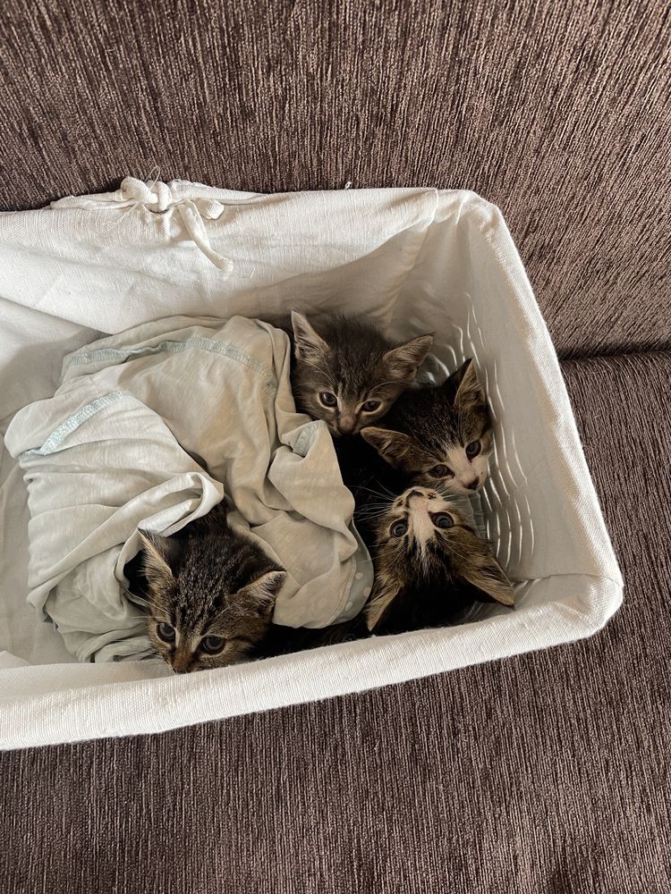 Подарявам малки котета