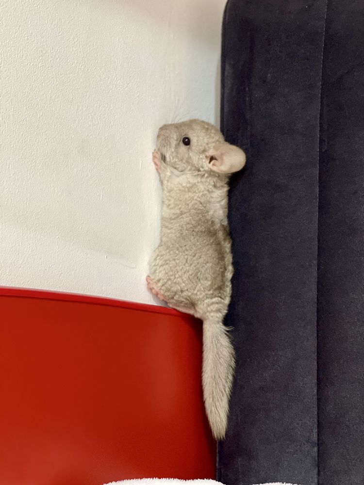 Pui de chinchilla sinsila