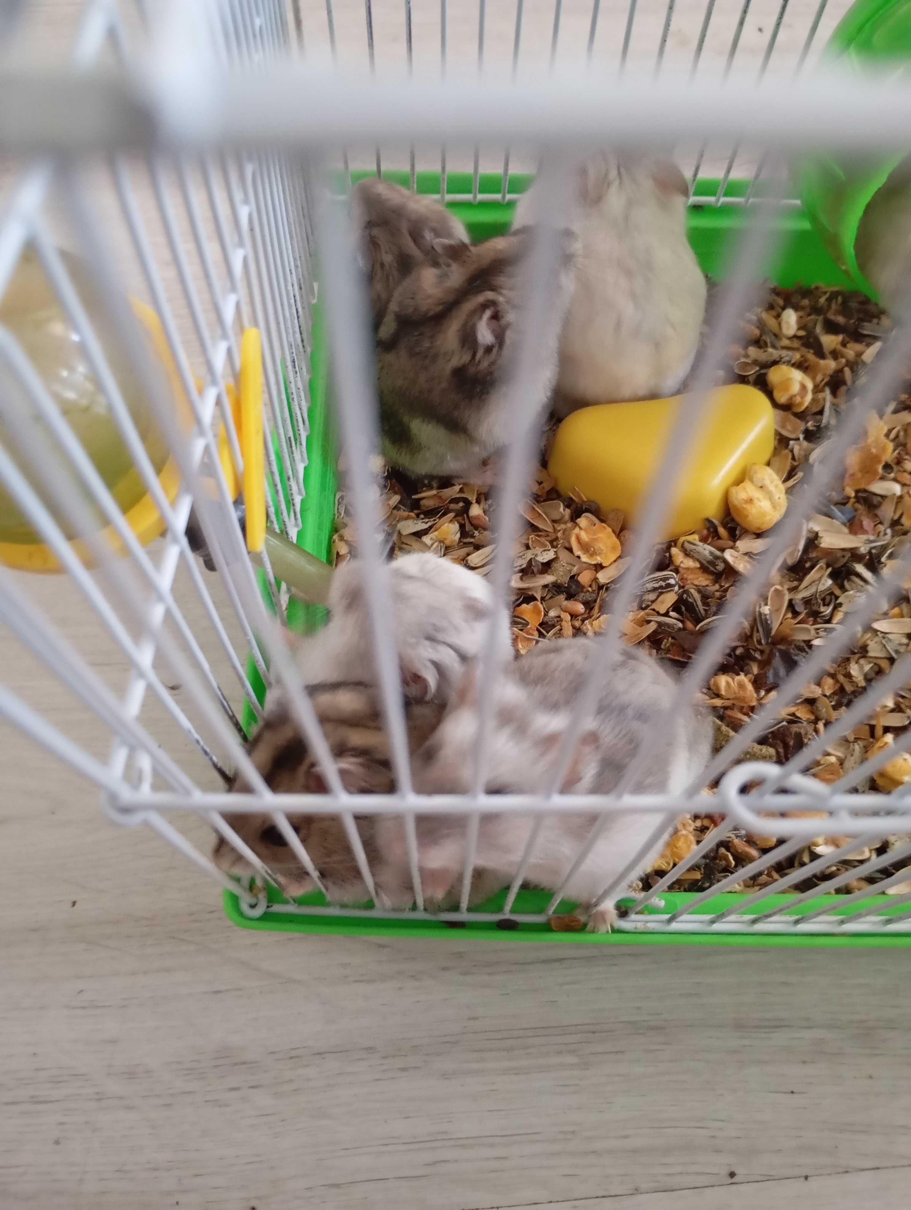 Hamsteri pitici de vânzare