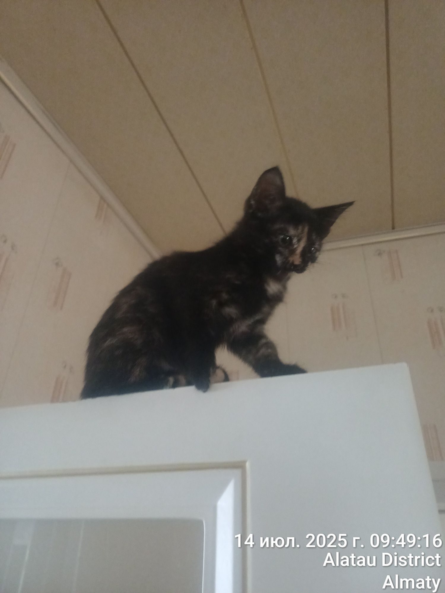 БЕСПЛАТНО. Одан даром