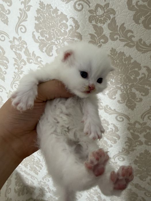 Mushuk skotish fold strayt sotladi