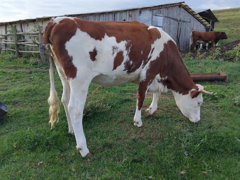 Vând jurinci (4 bucăți ) afata