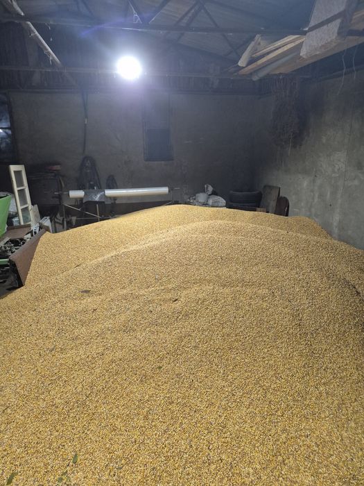 Porumb boabe 2025 uscat