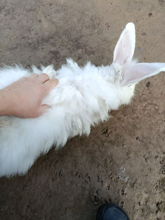 Продам котла и крольчиха парочки самка и самец  большие парода