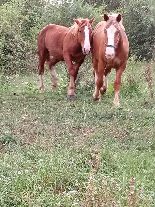 Vând mânji de 1 jumate