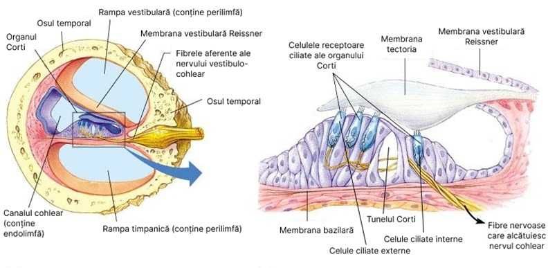 Meditatii Biologie BAC 9-10, 11-12