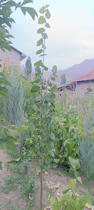 Manzarali daraxt ko'chatlari sotiladi.