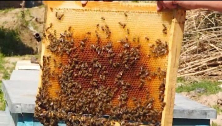 Тоз тог асали гулчанги прополис асалари сути асалари сакчи хамда бор