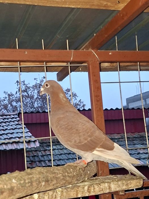 Porumbei roșii de București de vânzare