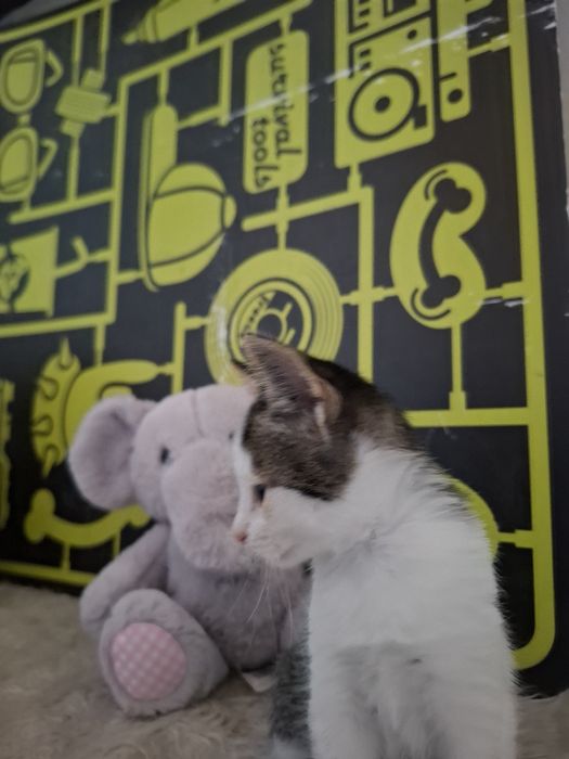 Много сладко 1,5 месечно мъжко котенце