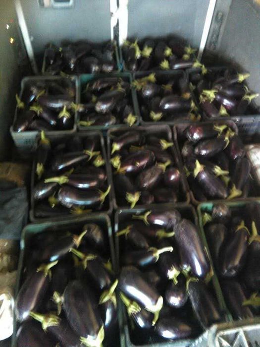 Roșii și vinete de vănzare!