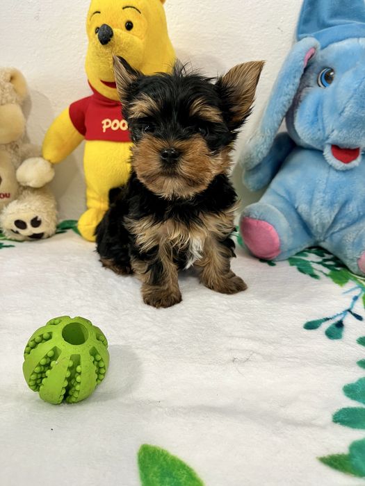 Йоркширски териер-Мини йорки