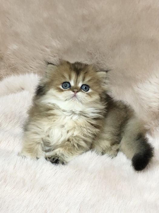 Шиншилла! Девочка!