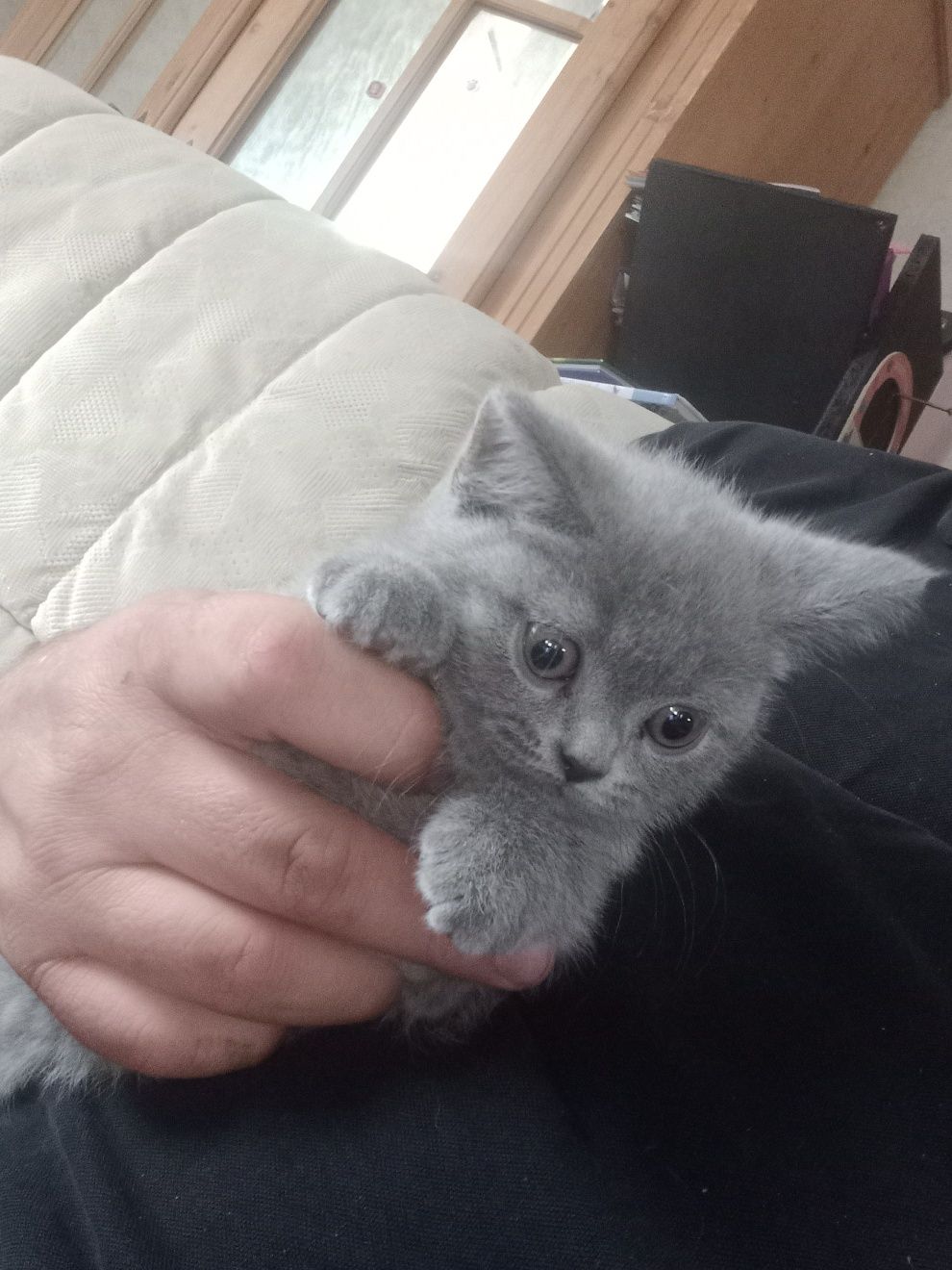 British shorthair blue