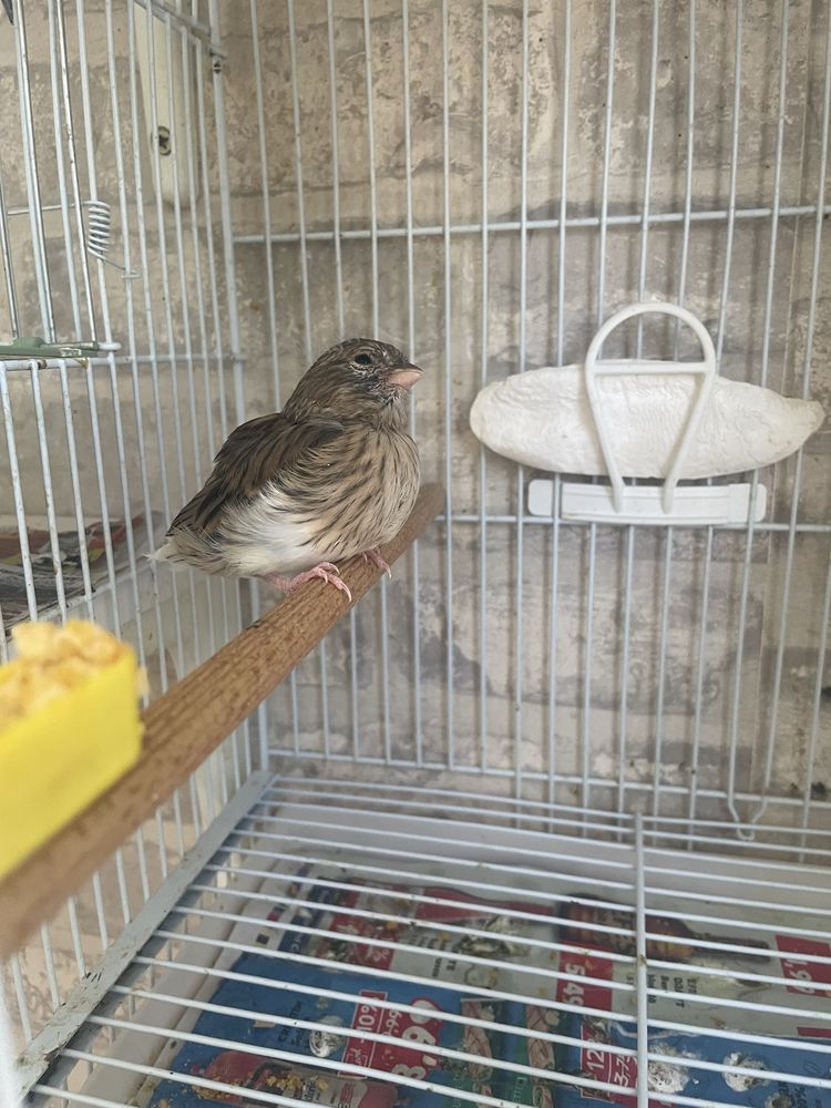 Canari glosteri