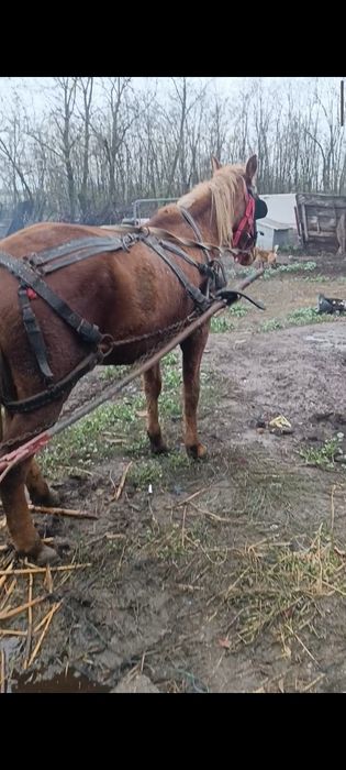 Cârlan de 1 an și 8 luni