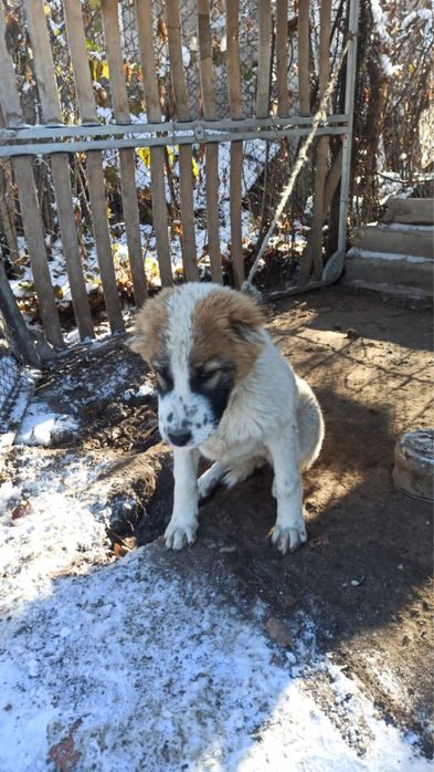 Продам щенок алабая