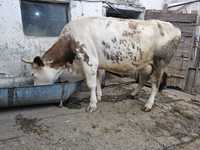 Vaca Baltata Românească 5 ani
