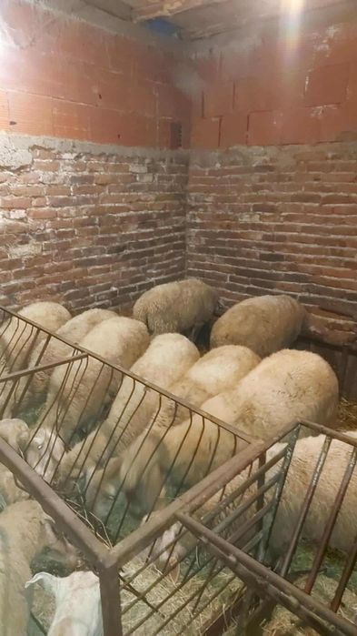 Продавам овце дзвиски