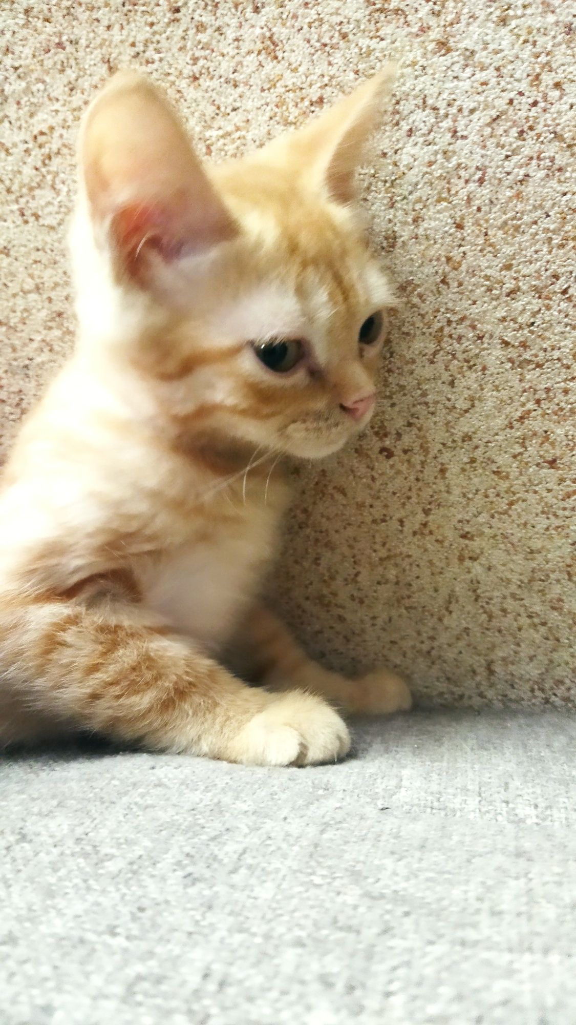 Котята двухмесячные.