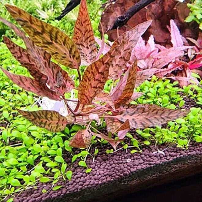Cryptocoryne Nurii Pink Line (Rosen Maiden) – stoc limitat 3 bucăți