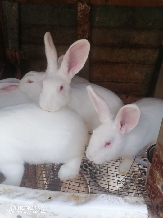 Продавам зайци порода цика