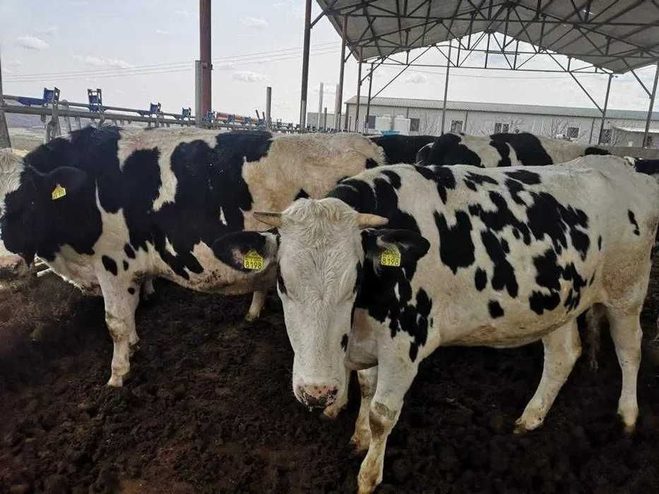 Ferma Reproductie vinde JUNINCI HOLSTEIN gestante