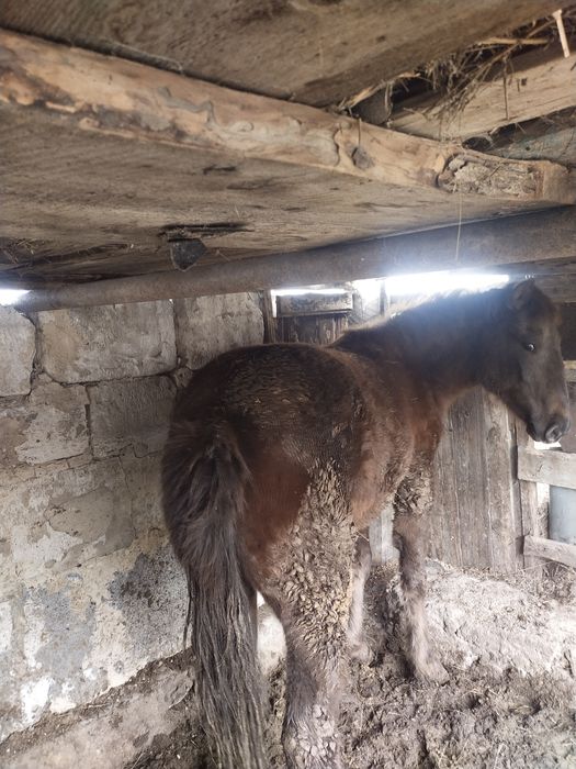 Тай сатамын Продам