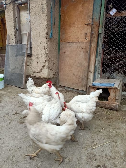 Легорн тауыктар сатылады уйдыкы