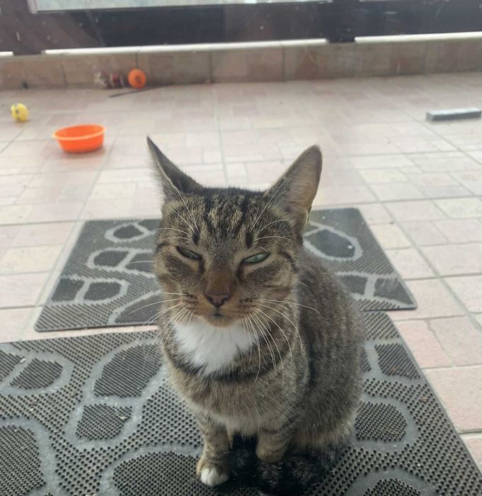 Pisoi pentru adoptie