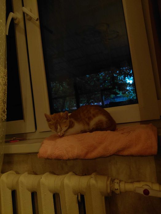 кошка рыжая отдаём в хорошые руки(