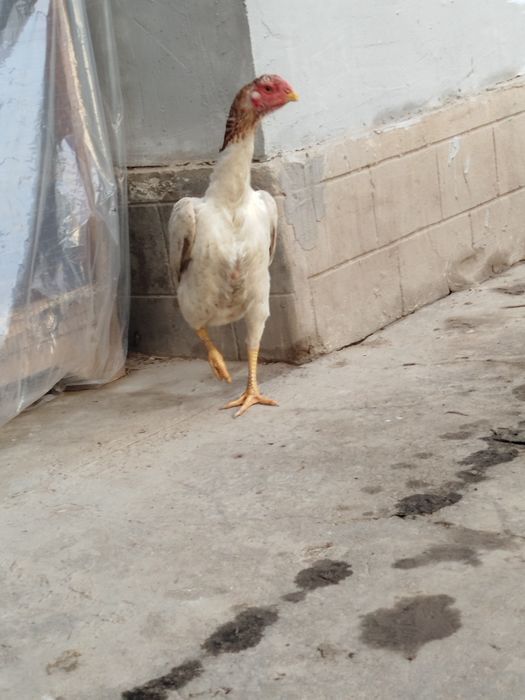 Dakan boboq tovuq Xitoy zoti zor 1tule 2oomin bolshi