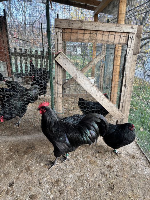 Precomenzi pentru puiisori/ouă de incubat Australorp Negru