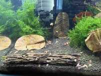 Caridina Red Crystal A-S PRL